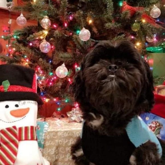 Live Pop Up Show Notification Flyerβ€οΈ - Picture 4 of 11